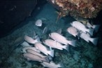 10a - Fish under the reef -