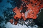 23a - Spiny lobsters under the red reef -